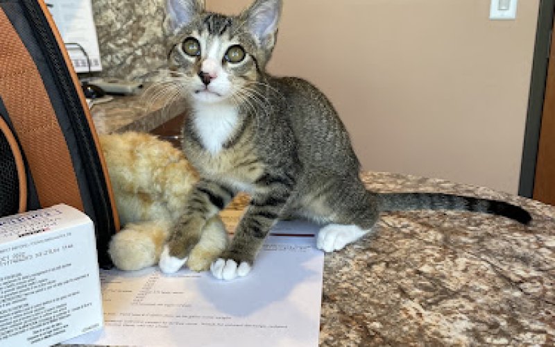 Scottsdale Cat Clinic