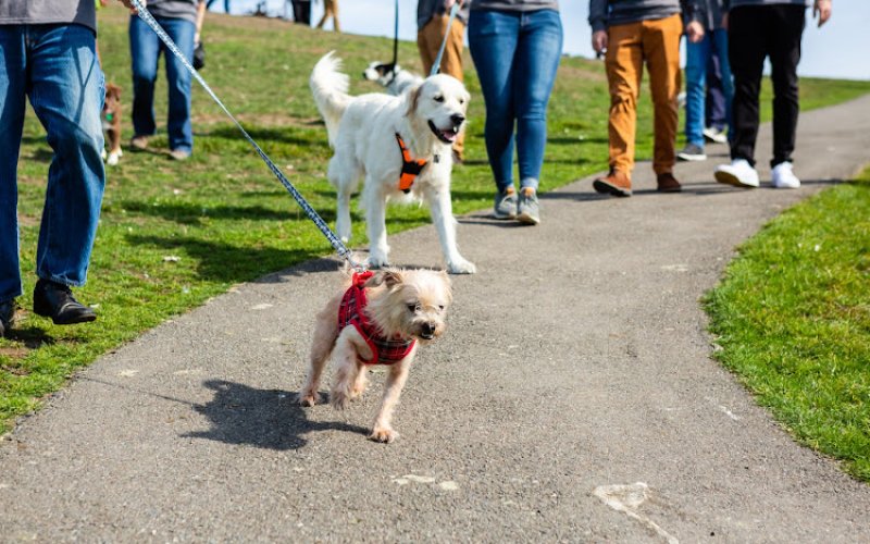 The Pet Care Club of Seattle