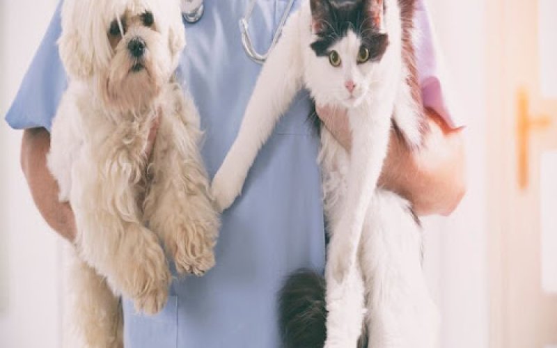 Animal Health Center — Veterinarian in Shreveport