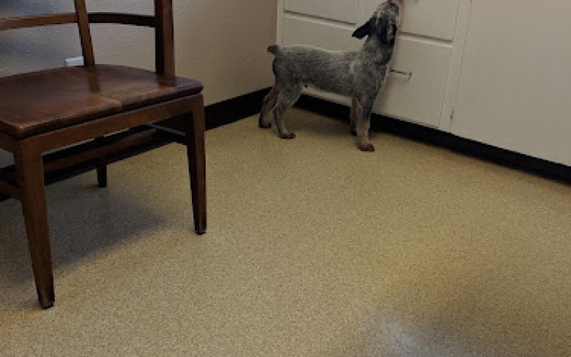 North Shreveport Animal Hospital — Veterinarian in Shreveport