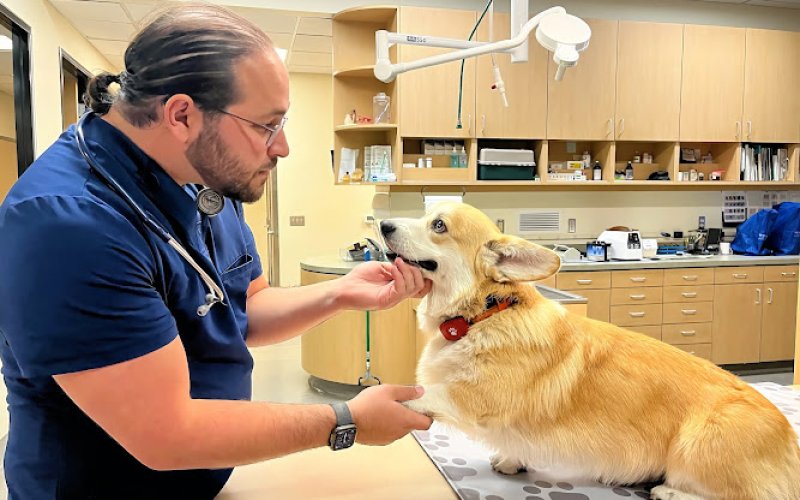 Simi Valley Animal Hospital