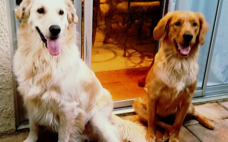 Simi Valley Animal Urgent Care