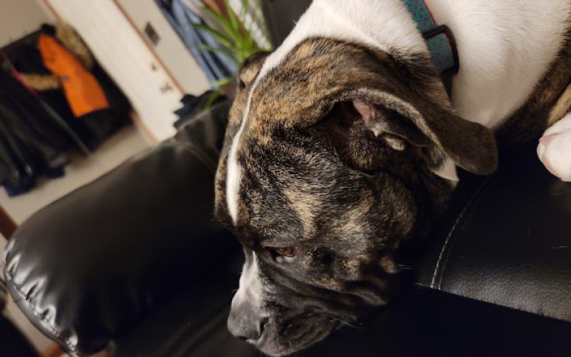 All City Pet Care East