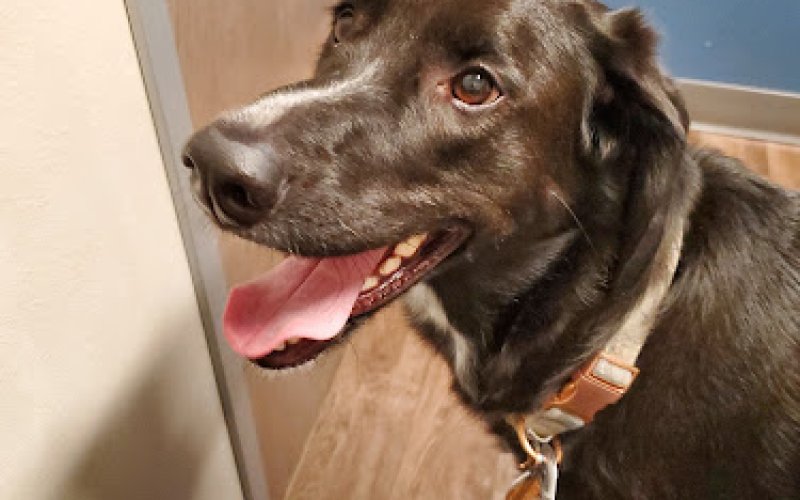 All City Pet Care South: Heitmann Jeff DVM