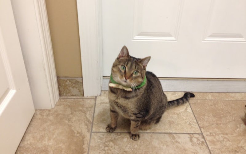 Heather Ridge Pet Hospital