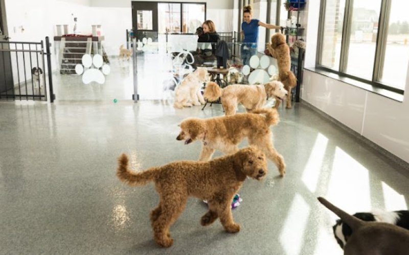 Paws Pet Resort