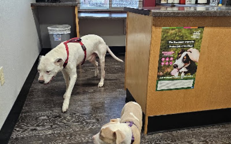Sioux Nation Pet Clinic