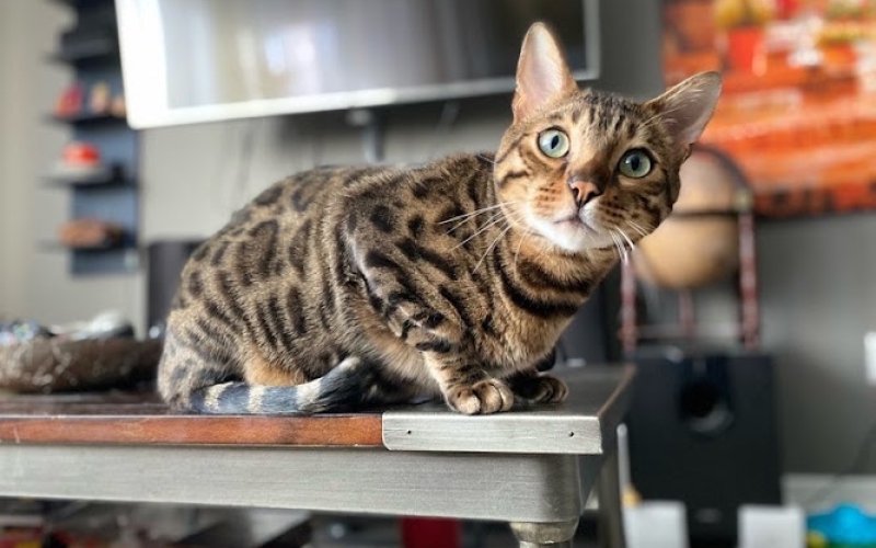 Amber's Pampered Pets