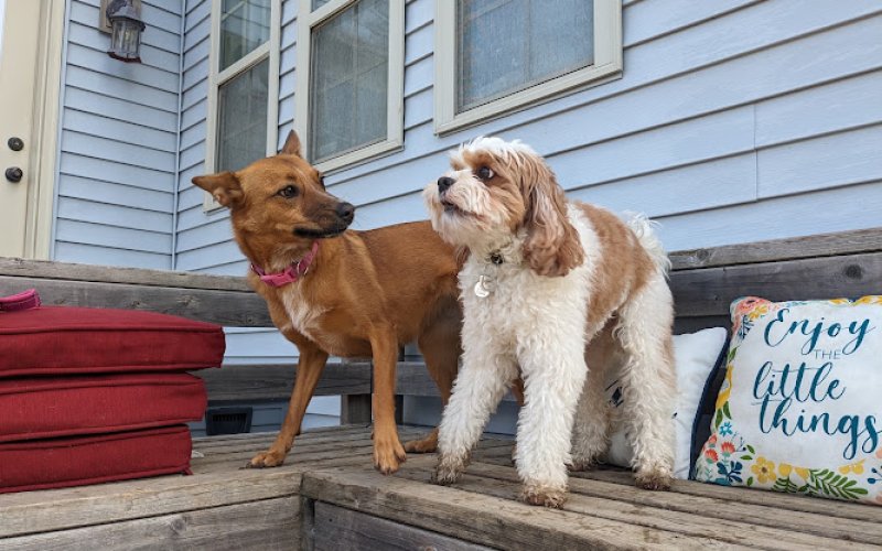 Angel's Pet Boarding LLC