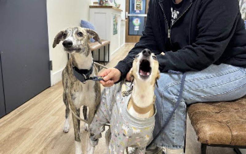 Preventative Pet Health of Michiana