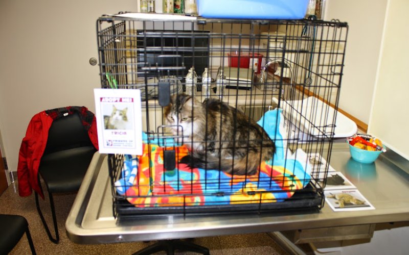 Laketown Animal Hospital