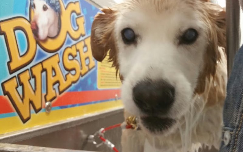 Tails To Remember Pet Services