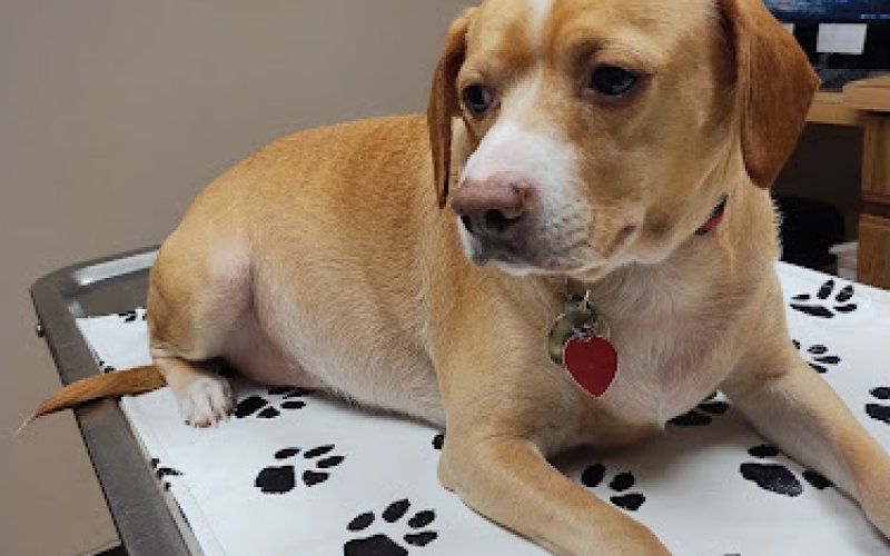 Spruce Hill Veterinary Clinic