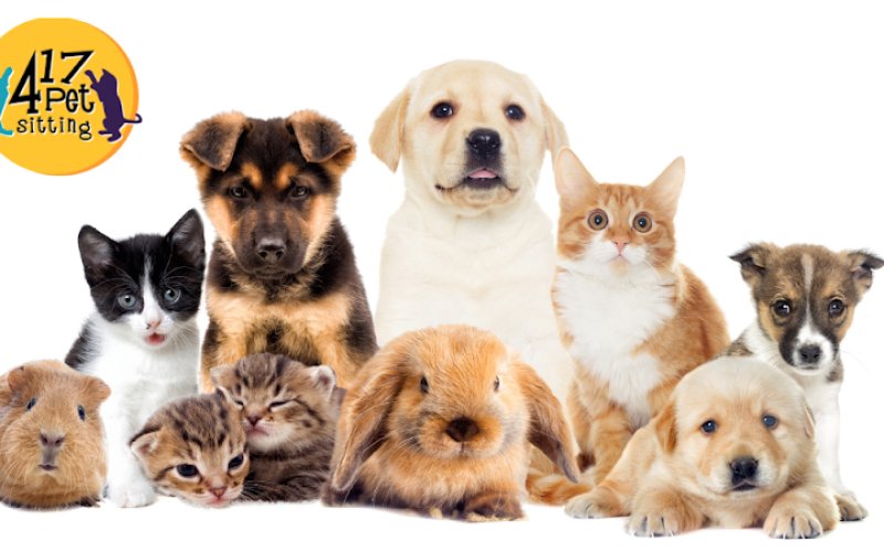 417 Pet Sitting