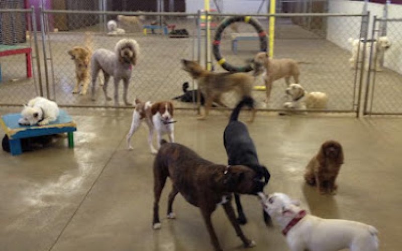 Happy Tails Doggie Day Care & Boarding