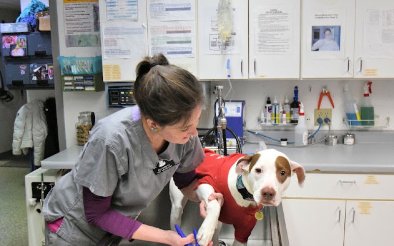 Animal Medical Clinic (St. Paul)