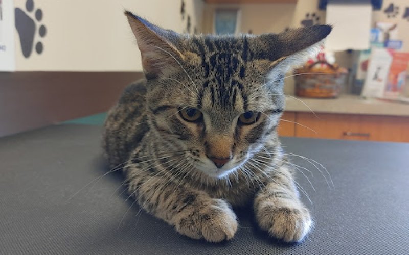 Life Care Animal Hospital
