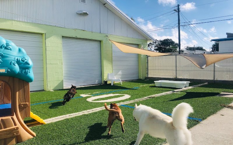 J.Tails Barkyard — Pet boarding service in St. Petersburg