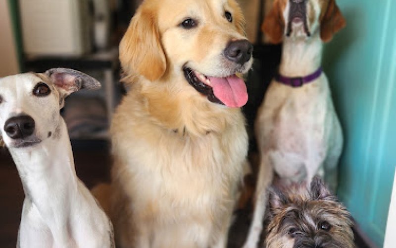 Kat's St. Pete Animal Care — Pet boarding service in St. Petersburg
