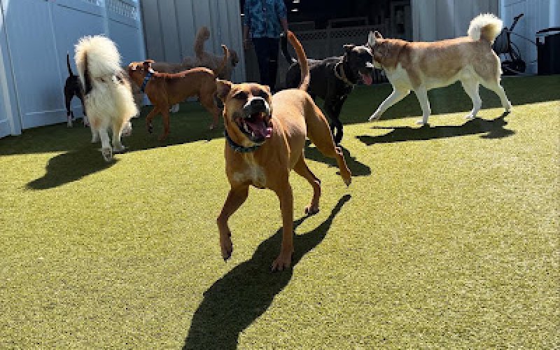 Paws 'n' Rec - St. Pete