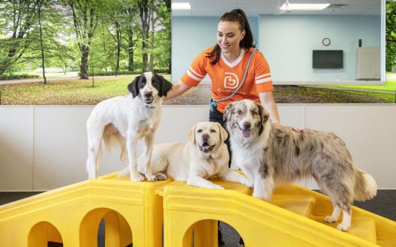 Dogtopia Daycare & Dog Boarding — Pet boarding service in Stamford