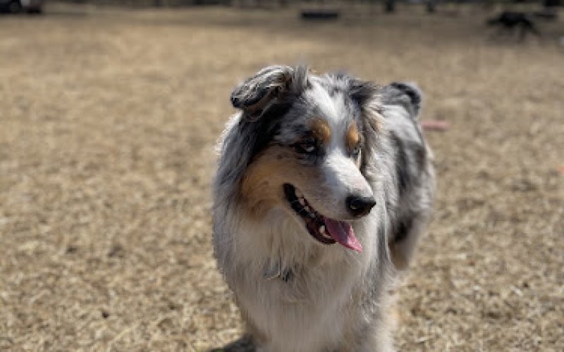 Pawfect Companions — Pet boarding service in Stamford