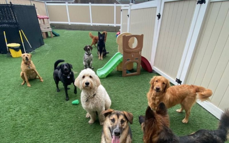 Pets a Go Go LLC — Pet boarding service in Stamford