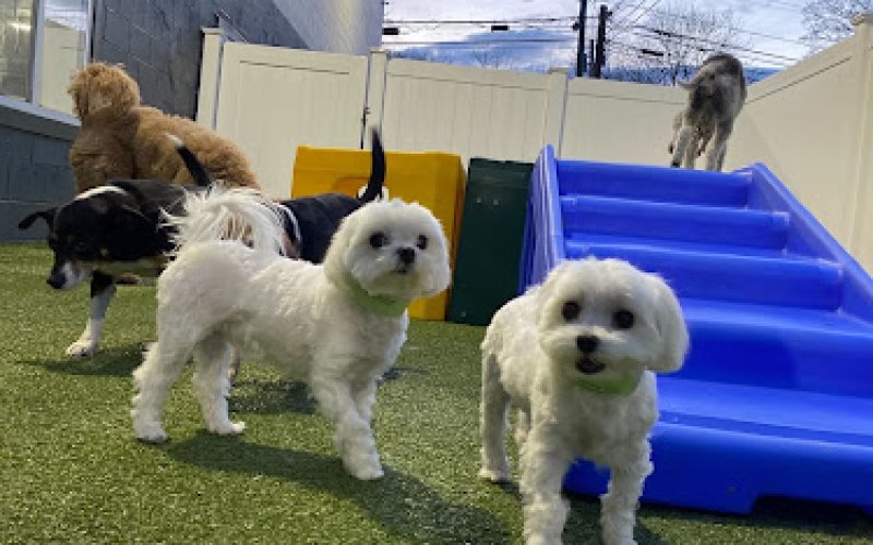 Room For Paws Pet Resort — Pet boarding service in Stamford