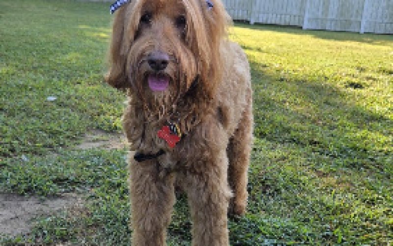 Stamford Pets Care