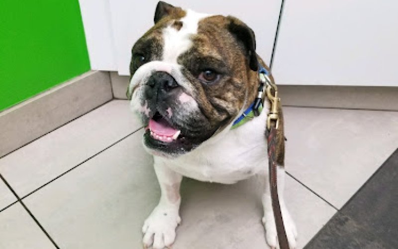 Animal Clinic Of Sterling Heights