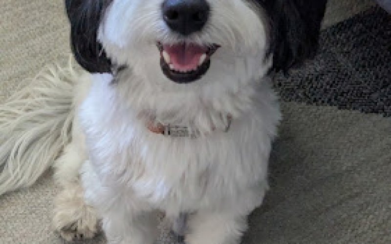 Best Friend Back-Up Pet Care