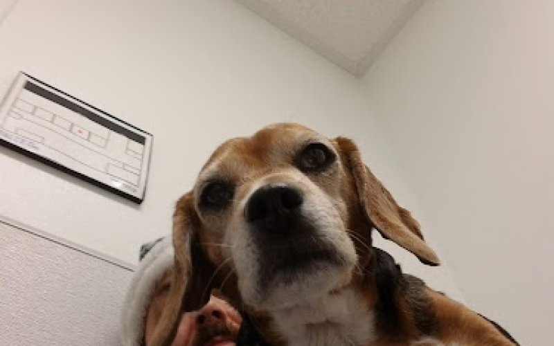 Tacoma Animal Hospital