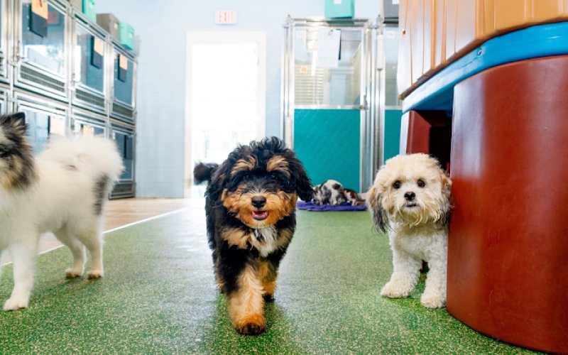 Pet Paradise Tallahassee