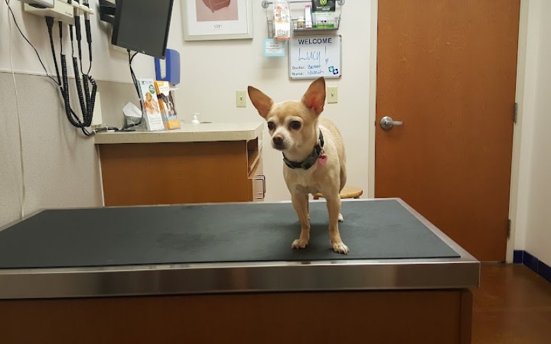 McClintock Animal Care Center