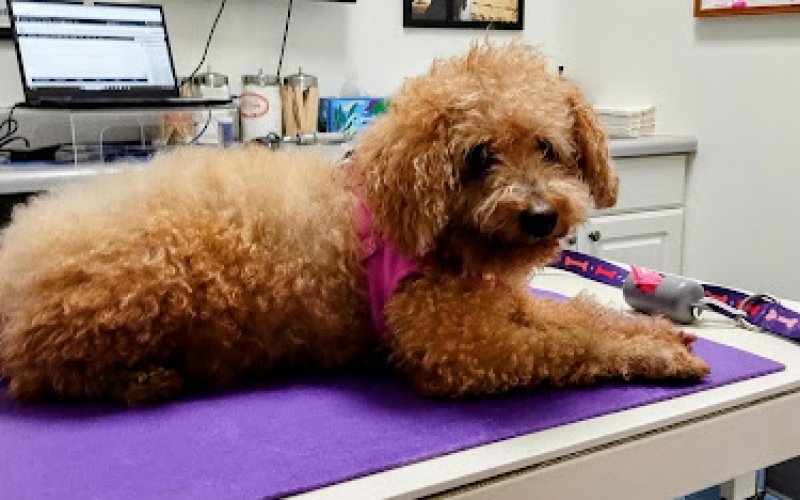 Caring Hands Veterinary Hospital