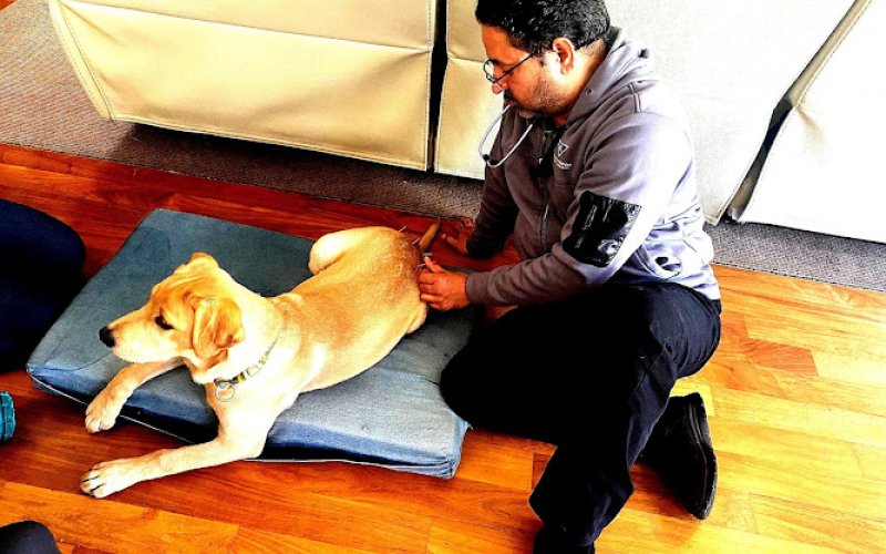 Holistic Paws