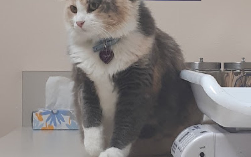The Cat Doctor