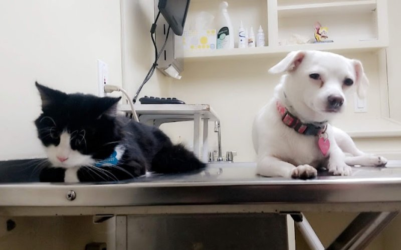 Bay Cities Pet Hospital
