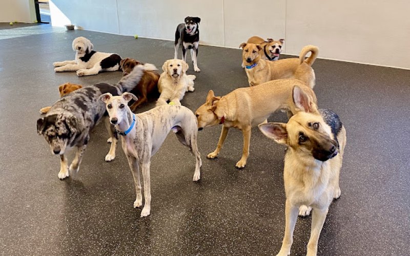 Dogtopia of South Bay