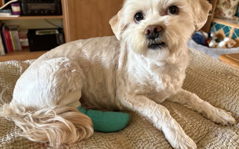 VEG ER for Pets — Emergency veterinarian service in Torrance