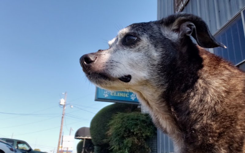 City Small Animal Clinic