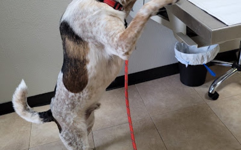 South Tyler Animal Clinic