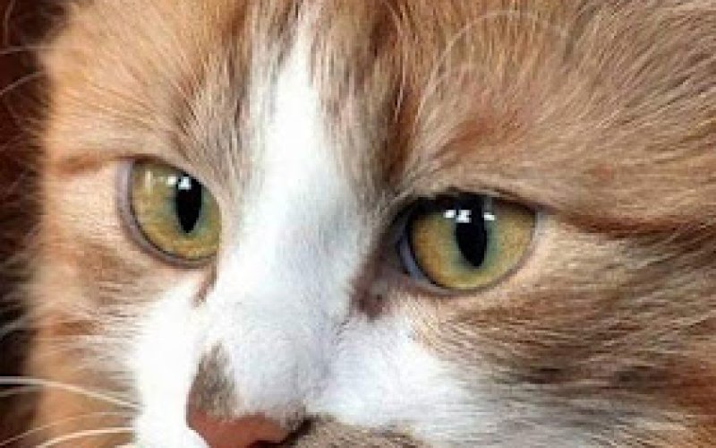 Pet Care Veterinary Hospital: Hawkins III William DVM