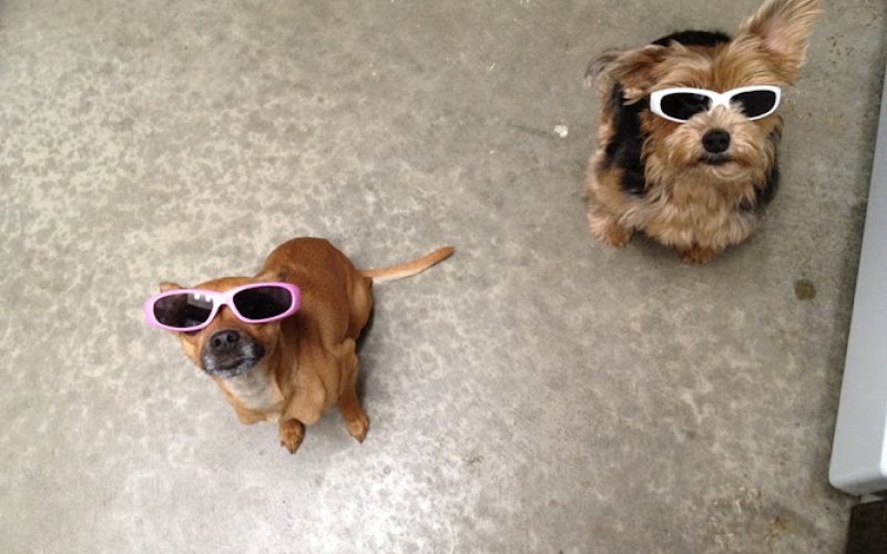 The Pet Care Club of Santa Clarita