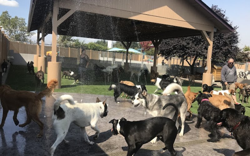 A Dog’s Best Friend Doggy Daycare & Training — Dog day care center in Vancouver