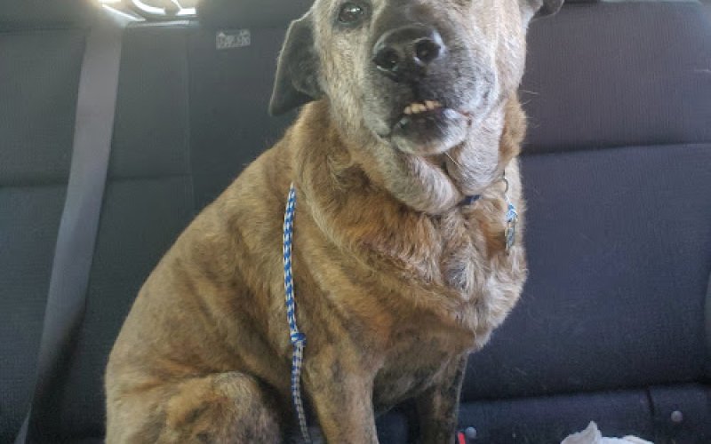 Animal Care Clinic