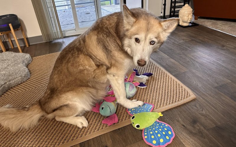 Certified Veterinary Pet Care — Pet sitter in Vancouver