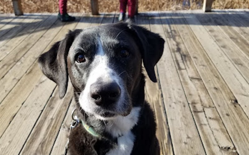 Columbia River Veterinary Specialists