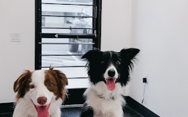 The Lions Den Doggy Daycare and Mobile Dog Grooming — Dog day care center in Vancouver