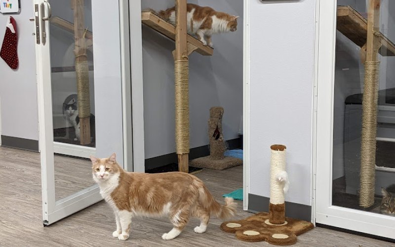 Tiny's Place Luxury Cat Boarding LTD — Pet boarding service in Vancouver